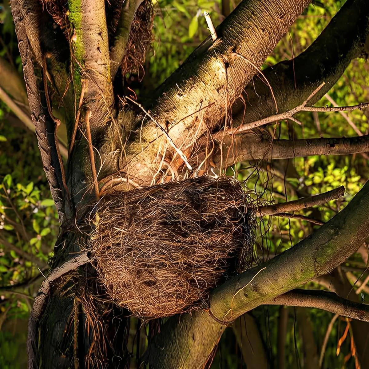 Outdoor Waterproof Bird's Nest LED Spot Lights Trees Lights